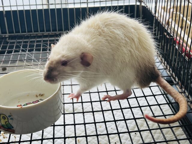 ファンシーラット