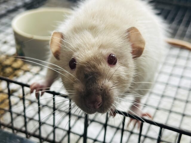 ファンシーラット