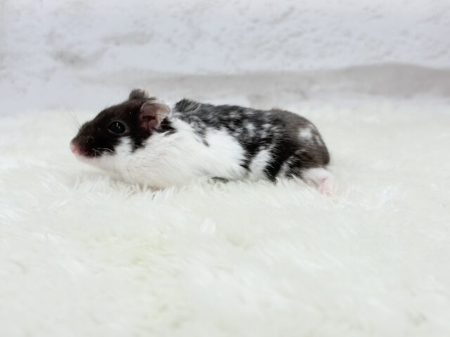 ドワーフハムスターの1種