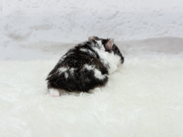 ドワーフハムスターの1種