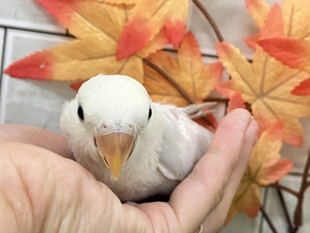 コザクラインコ（小桜インコ）