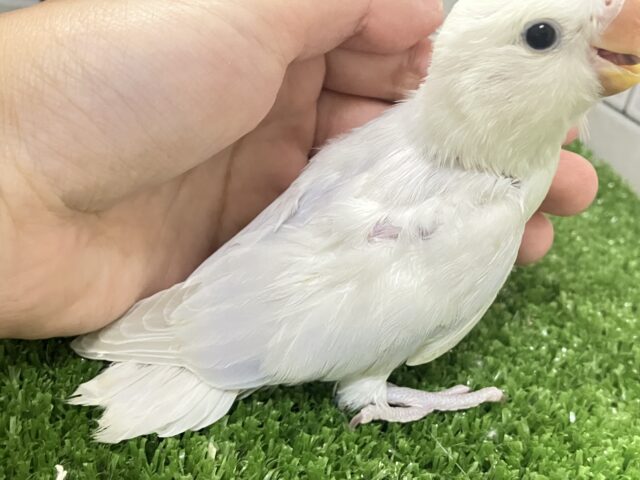 コザクラインコ（小桜インコ）