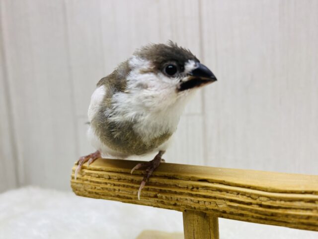 十姉妹（ジュウシマツ）