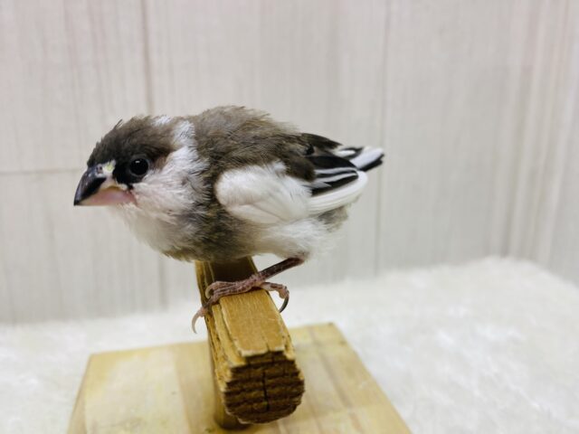 十姉妹（ジュウシマツ）