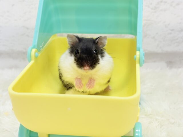 ドワーフハムスターの1種