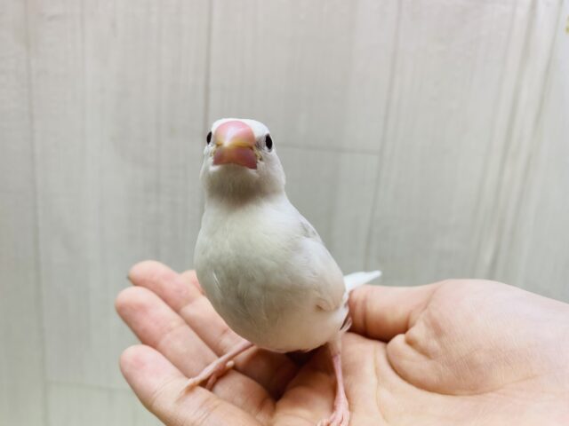 白文鳥