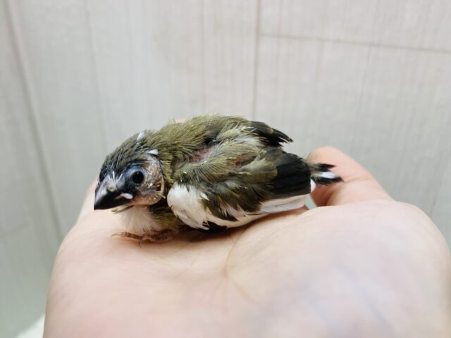 十姉妹（ジュウシマツ）