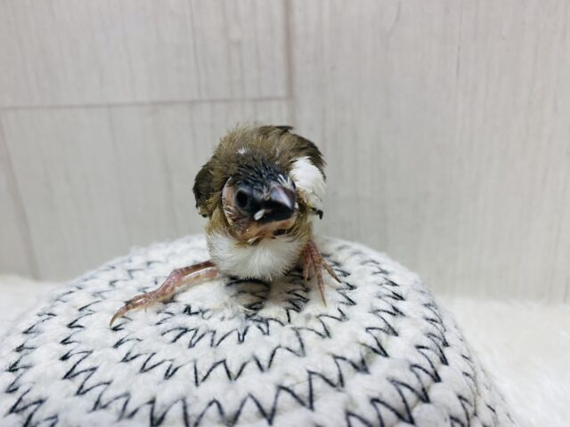 十姉妹（ジュウシマツ）