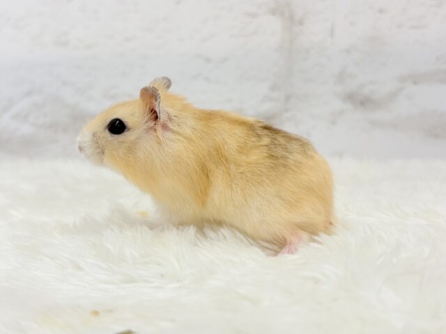 ドワーフハムスターの1種