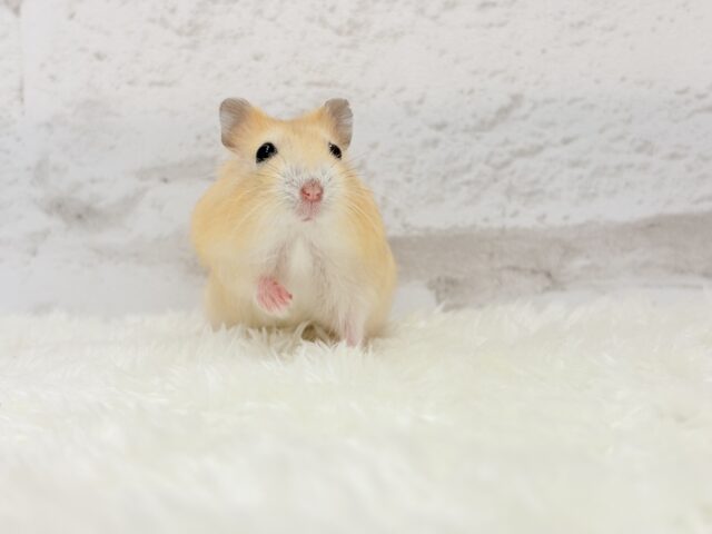 ドワーフハムスターの1種