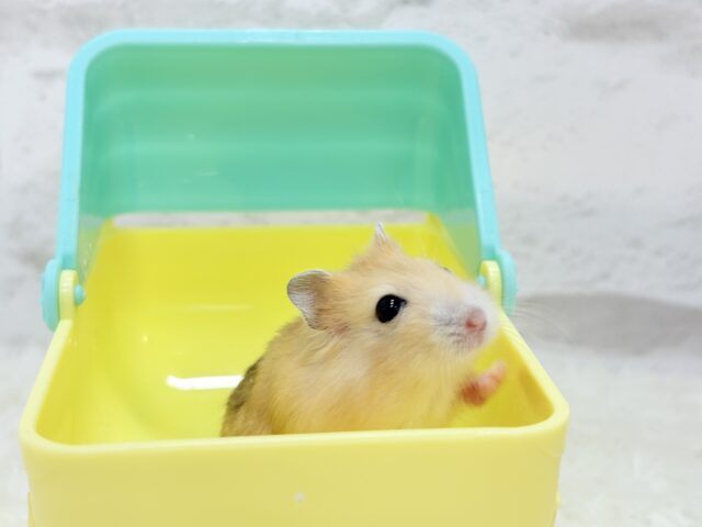 ドワーフハムスターの1種