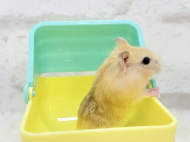 ドワーフハムスターの1種