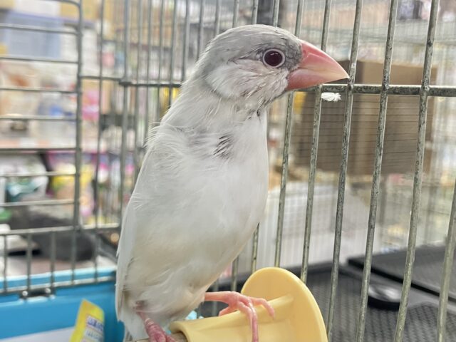 シルバーイノ文鳥