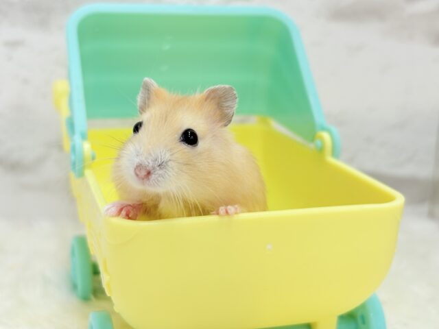 ドワーフハムスターの1種