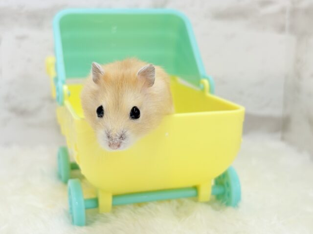 ドワーフハムスターの1種