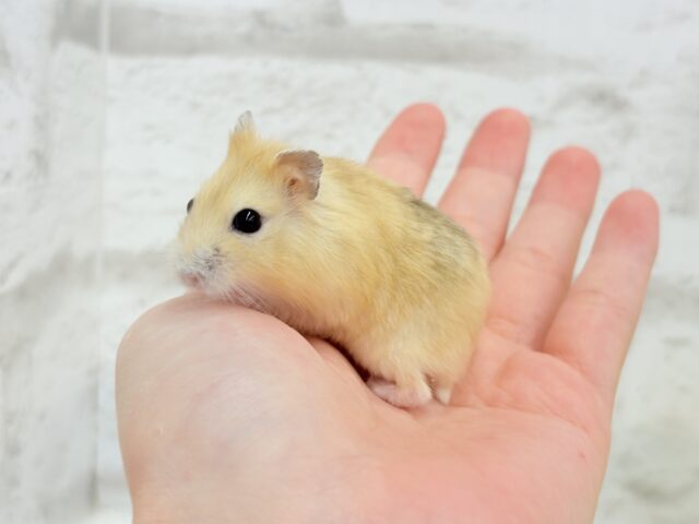 ドワーフハムスターの1種