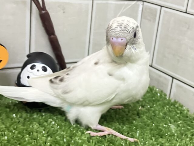 セキセイインコ