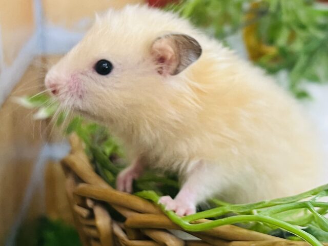 ゴールデンハムスター
