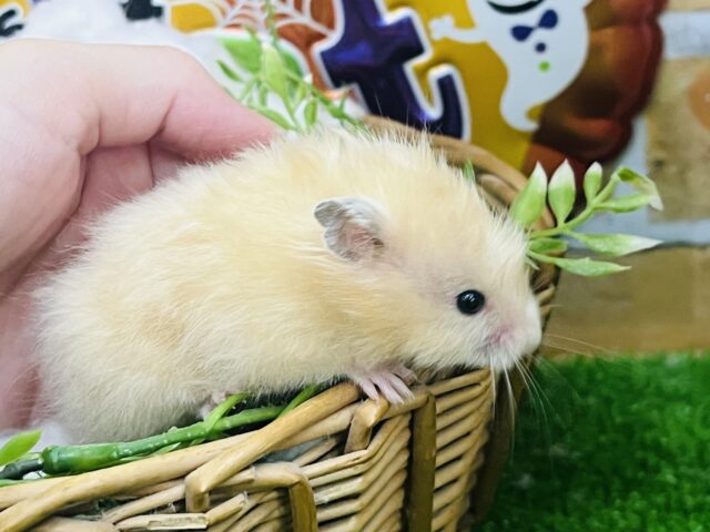 ゴールデンハムスター