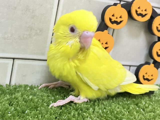 セキセイインコ