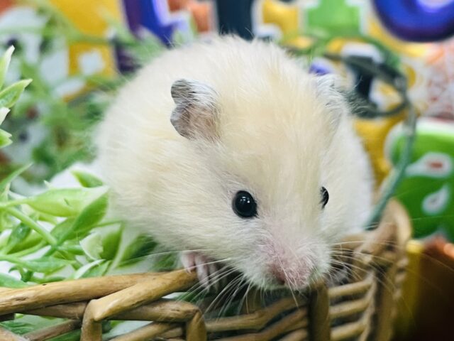 ゴールデンハムスター