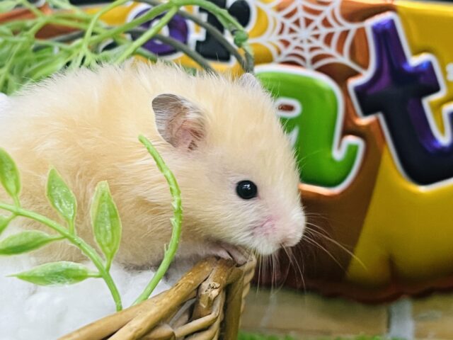 ゴールデンハムスター