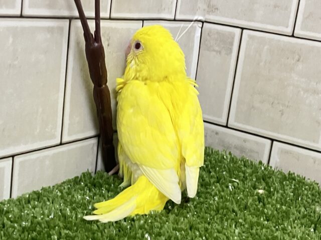 セキセイインコ