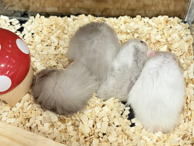 ゴールデンハムスター