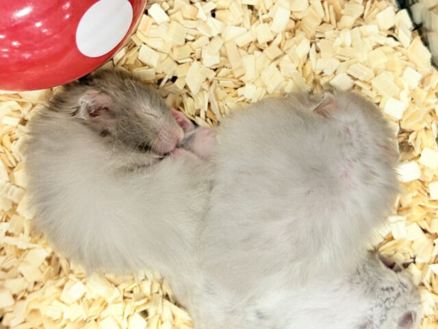 【最新画像更新🪄】ひょっこりボーイ☆セーブルハムスター(男の子) ゴールデンハムスター
