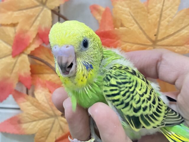 セキセイインコ