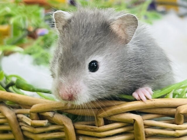 ゴールデンハムスター