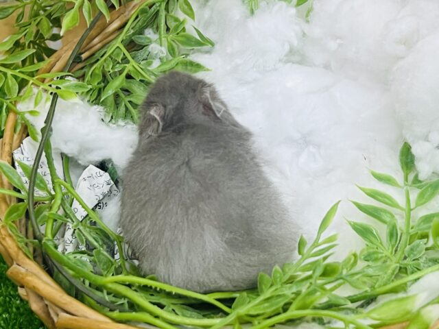 ゴールデンハムスター