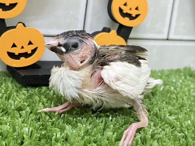 十姉妹（ジュウシマツ）