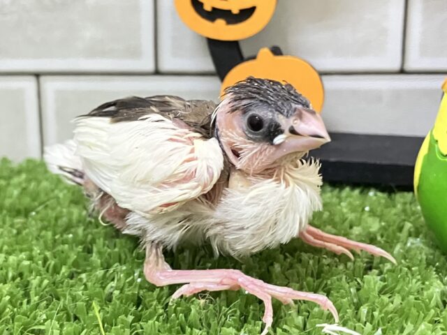 十姉妹（ジュウシマツ）