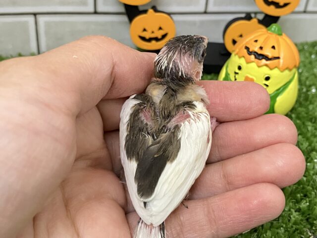 十姉妹（ジュウシマツ）