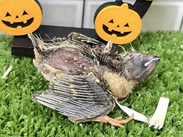 錦花鳥（キンカチョウ）