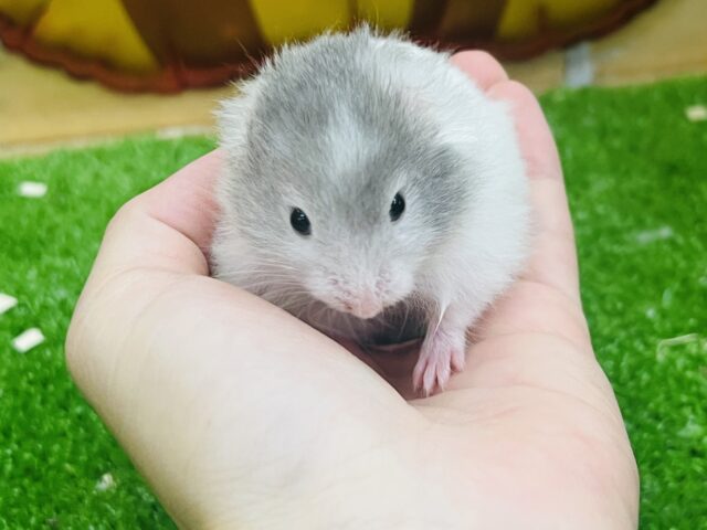 ゴールデンハムスター