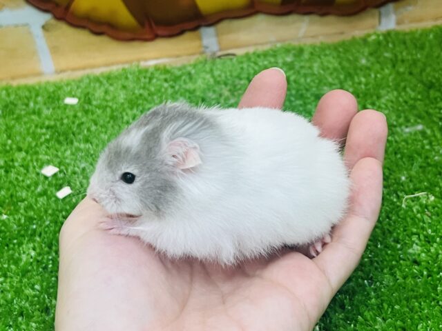 ゴールデンハムスター