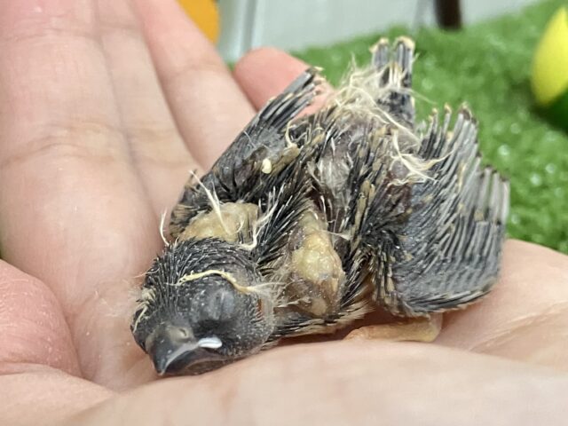 錦花鳥（キンカチョウ）