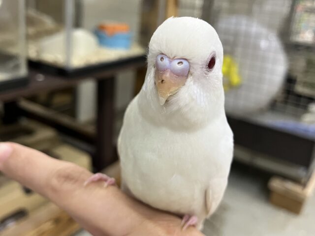 セキセイインコ