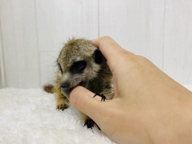 ミーアキャット