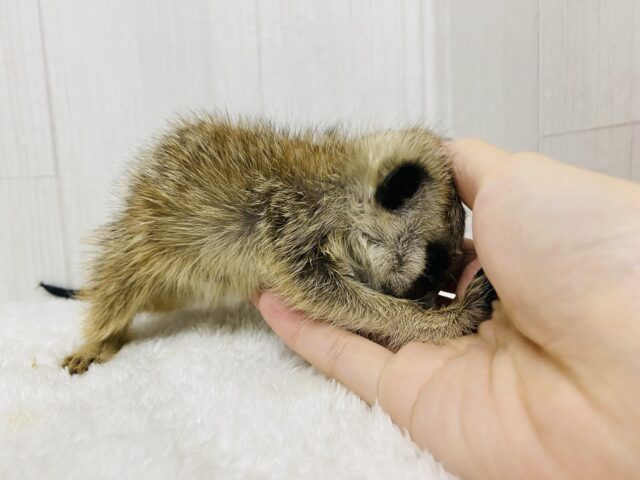 ミーアキャット