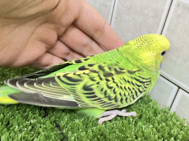 セキセイインコ
