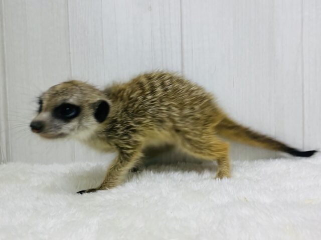 ミーアキャット