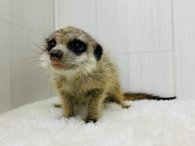 ミーアキャット