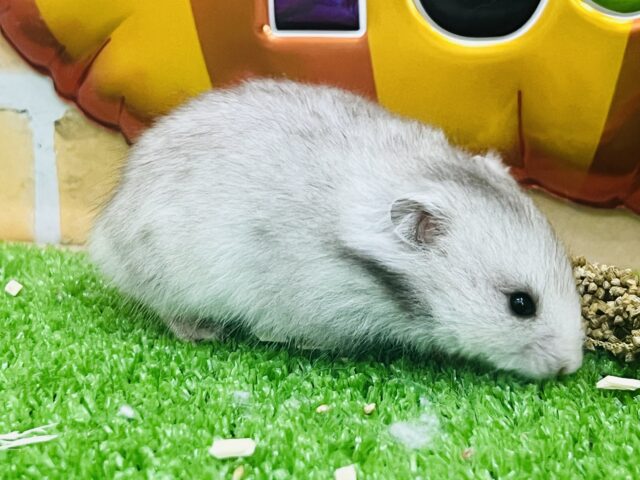 ゴールデンハムスター