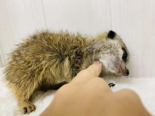 ミーアキャット