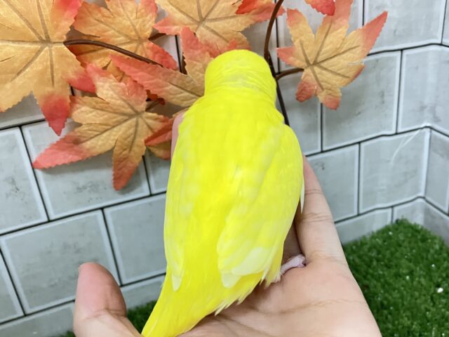 セキセイインコ