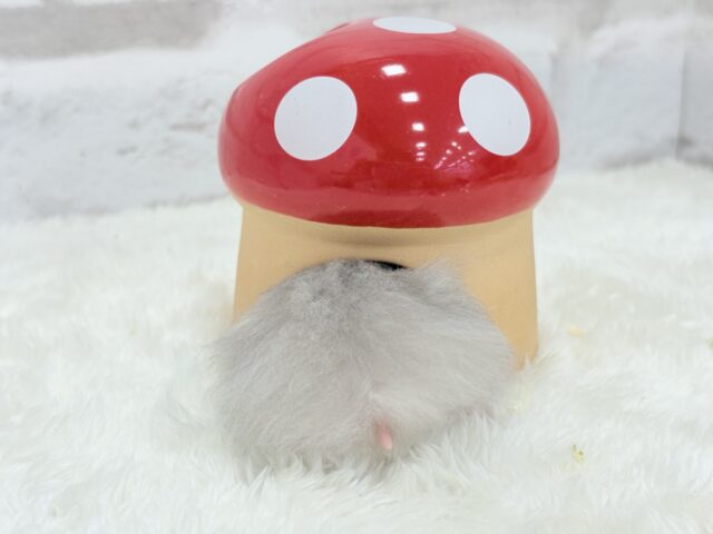 ゴールデンハムスター