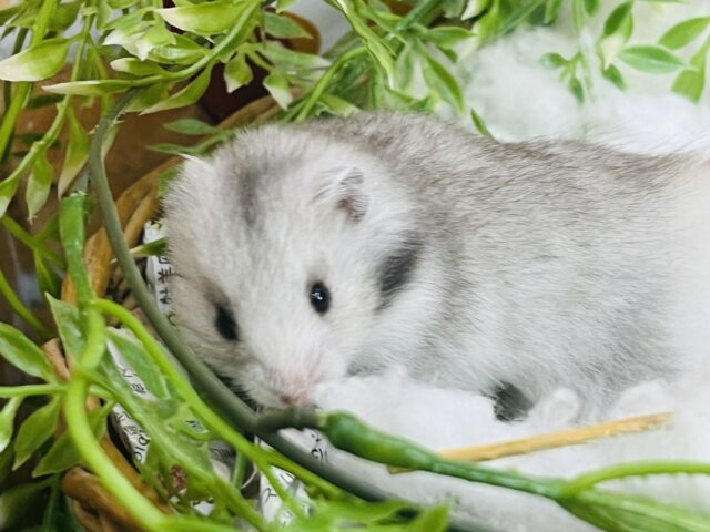 ゴールデンハムスター